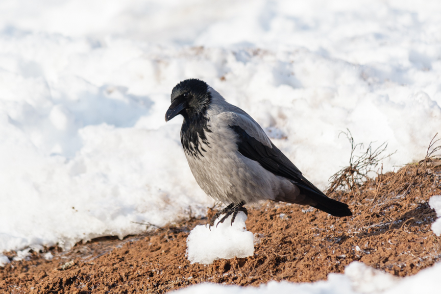 Часовой.. Пример тестовой фотографии, сделанной объективом Canon EF-S 55-250 mm f/ 4-5.6 IS II и фотоаппаратом Canon EOS 600D