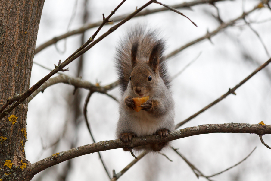 Обед.. Пример тестовой фотографии, сделанной объективом Canon EF-S 55-250 mm f/ 4-5.6 IS II и фотоаппаратом Canon EOS 600D