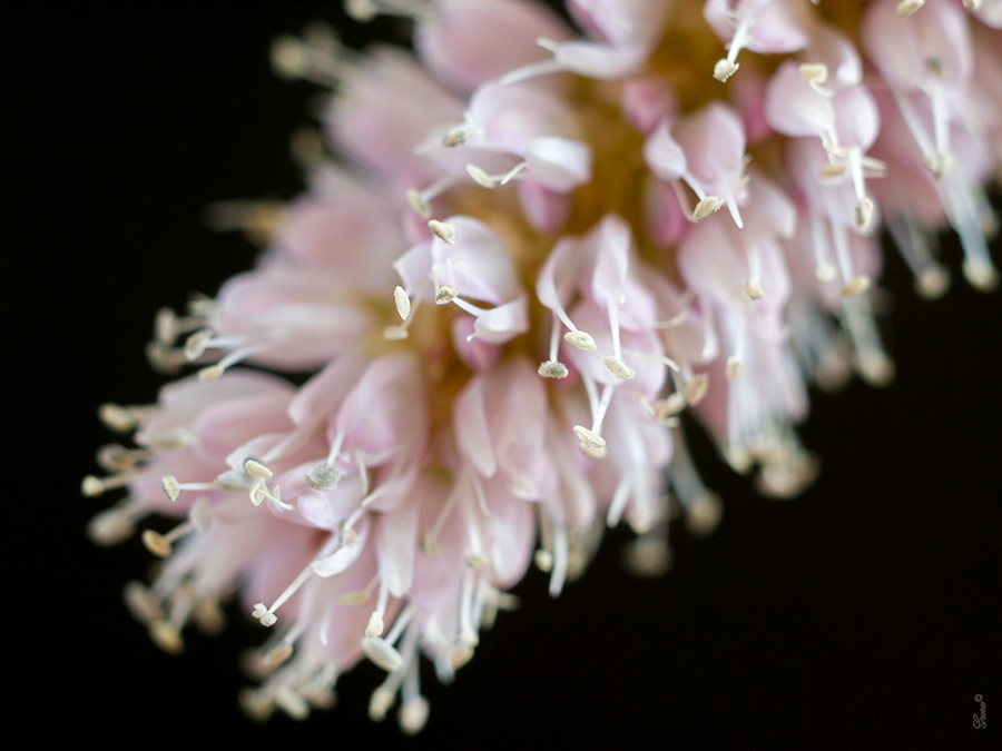 Крупный план.. Пример тестовой фотографии, сделанной объективом Panagor PMC 55 mm f/ 3 Auto Macro и фотоаппаратом Olympus PEN E-PL1