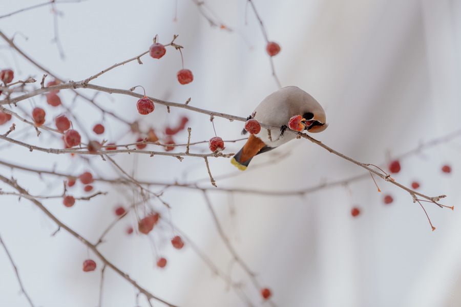 Свиристель. Пример тестовой фотографии, сделанной объективом Sigma DG S 70-200 mm f/ 2.8 OS HSM  и фотоаппаратом D850
