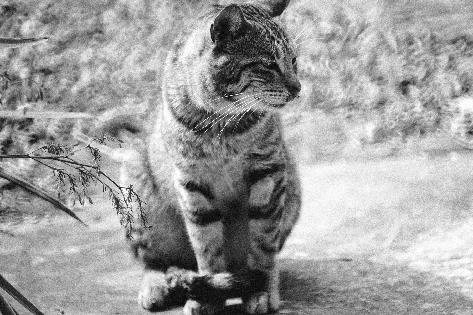 cat. Пример тестовой фотографии, сделанной объективом ЗМ-7 300 mm f/ 5.6 и фотоаппаратом SONY A7m3