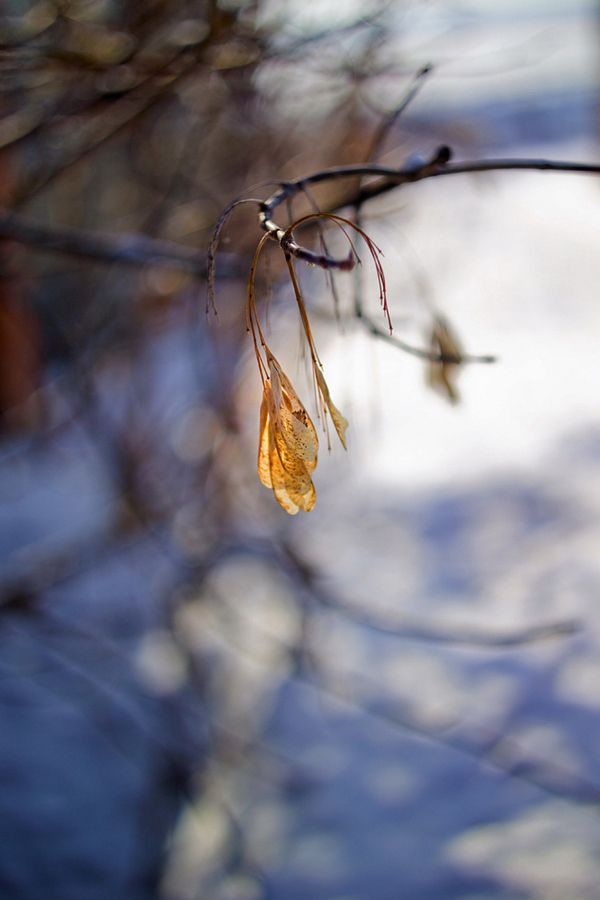 Март. Пример тестовой фотографии, сделанной объективом Nikon Nikkor-S 50 mm f/ 2 non-Ai и фотоаппаратом Kodak SLR/c