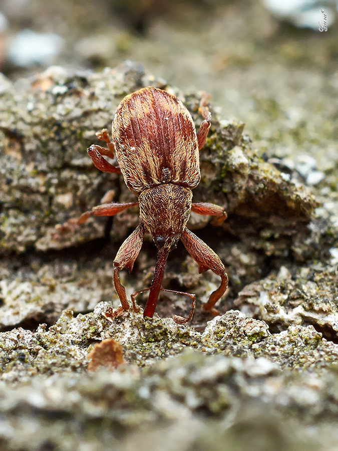 Паркур.. Пример тестовой фотографии, сделанной объективом Panagor PMC 55 mm f/ 3 Auto Macro и фотоаппаратом Panasonic LUMIX DMC-G2