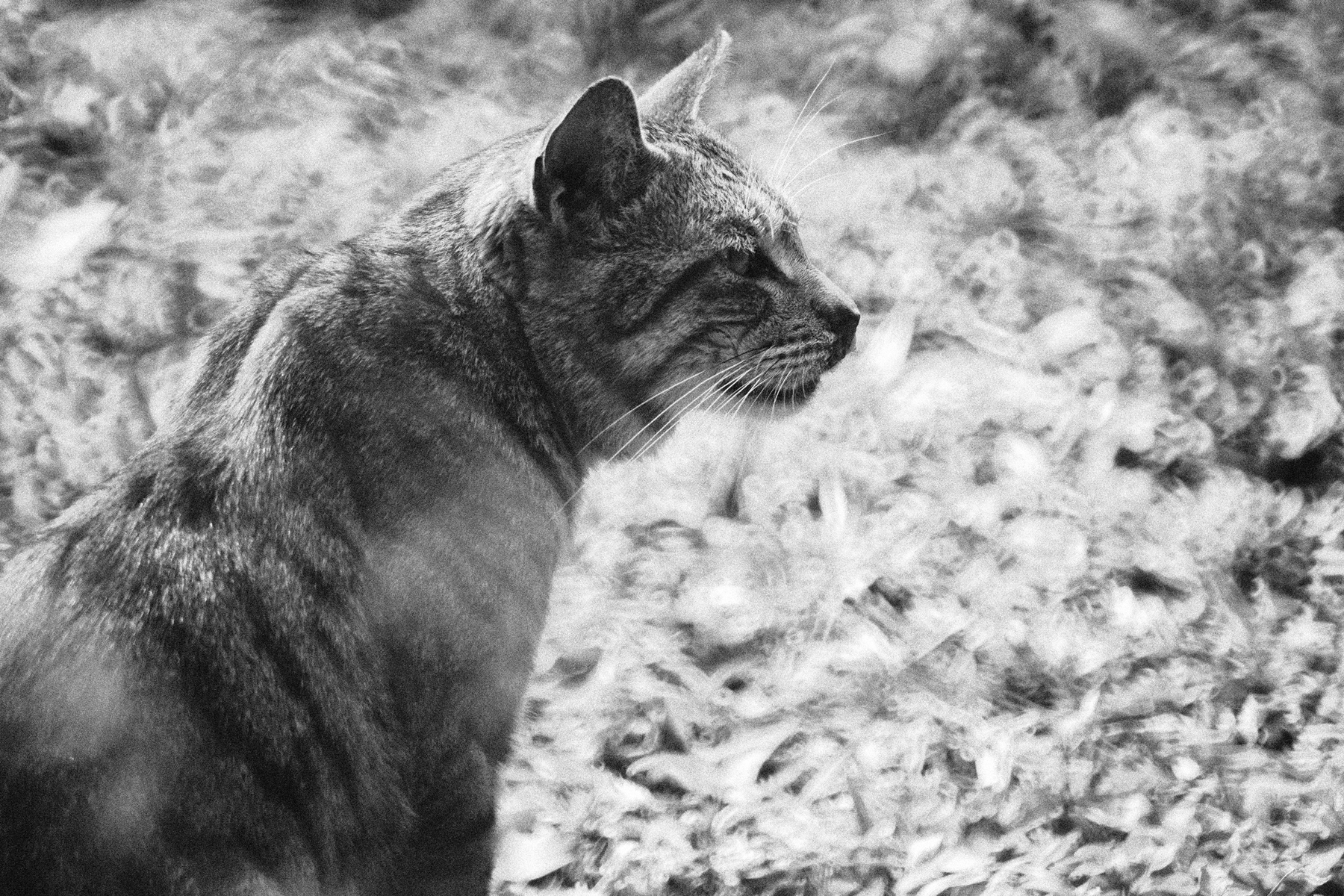 cat. Пример тестовой фотографии, сделанной объективом ЗМ-7 300 mm f/ 5.6 и фотоаппаратом SONY A7m3
