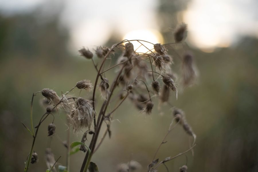 ****. Пример тестовой фотографии, сделанной объективом Soligor 50 mm f/ 1.7 MC  и фотоаппаратом Sony A7S