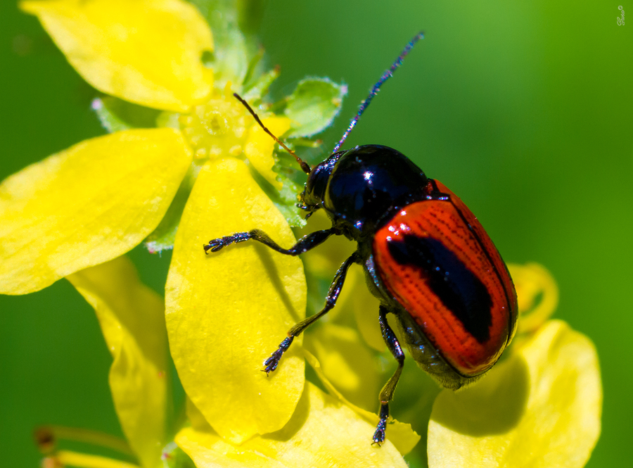 Скрытоглав Cryptocephalus bipunctatus var. sanguinolentus. Пример тестовой фотографии, сделанной объективом Panagor PMC 55 mm f/ 3 Auto Macro и фотоаппаратом Panasonic LUMIX DMC-G2