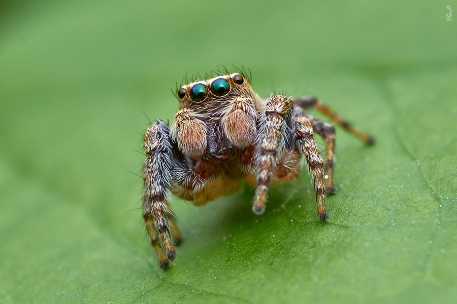 Глаза МС.. Пример тестовой фотографии, сделанной объективом Panagor PMC 55 mm f/ 3 Auto Macro и фотоаппаратом Panasonic LUMIX DMC-G2