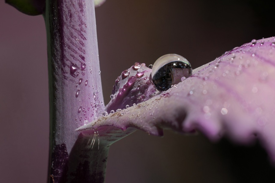 капля. Пример тестовой фотографии, сделанной объективом Vivitar MC Macro 55 mm f/ 2.8 (Komine) и фотоаппаратом Sony Alpha NEX-5R