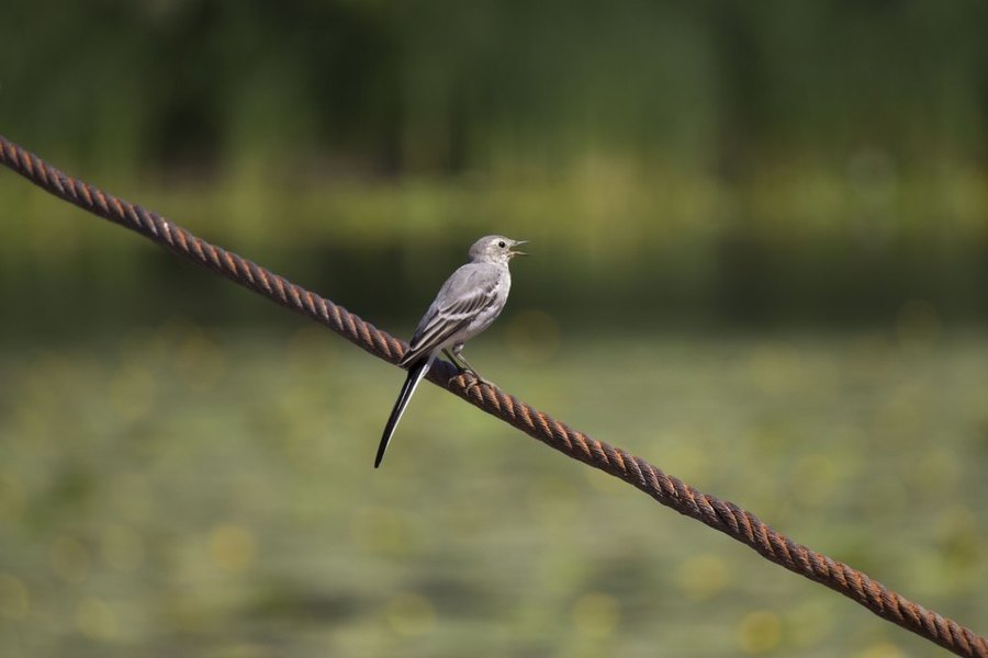 Какая-то птичка. Пример тестовой фотографии, сделанной объективом Canon EF-S 55-250 mm f/ 4-5.6 IS II и фотоаппаратом Canon 650D