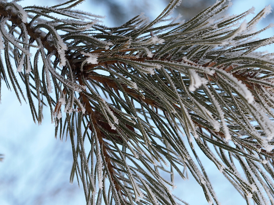 Иней.. Пример тестовой фотографии, сделанной объективом Panagor PMC 55 mm f/ 3 Auto Macro и фотоаппаратом Olympus PEN E-PL1