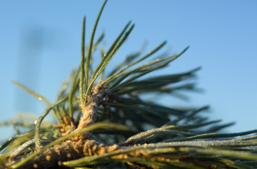 test 5.6. Пример тестовой фотографии, сделанной объективом Leica Macro-Elmarit-R 60 mm f/ 2.8 и фотоаппаратом Kodak SLR Pro N