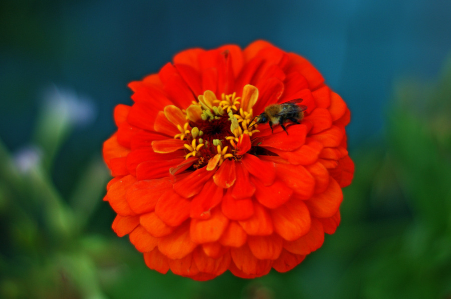 10. Пример тестовой фотографии, сделанной объективом Sony 50 mm  f/ 1.4 и фотоаппаратом Sony Alpha DSLR-A290