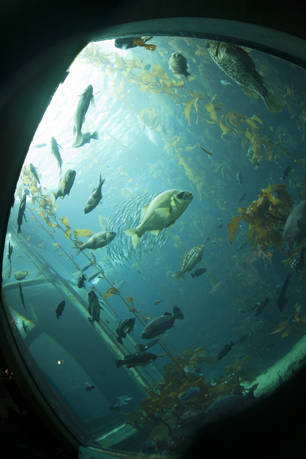 Аквариум. Пример тестовой фотографии, сделанной объективом Sigma MF Fisheye 16 mm f/ 2.8 Filtermatic МС и фотоаппаратом Canon EOS 5D