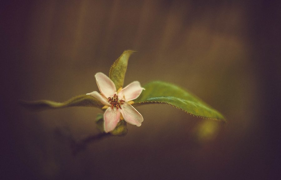 °°°°°. Пример тестовой фотографии, сделанной объективом Helios-44 58 mm f/ 2 (Зебра, экспортный) и фотоаппаратом Canon 1Ds