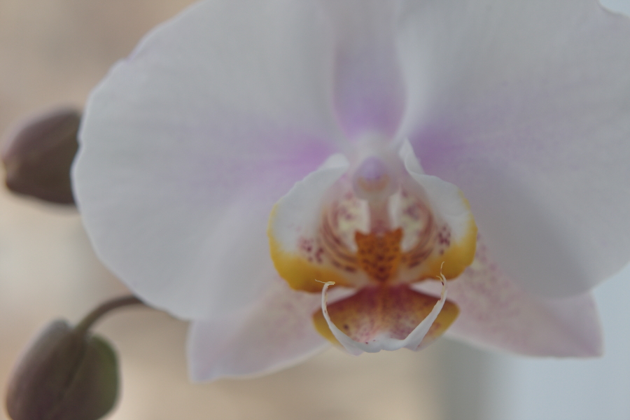 Усики. Пример тестовой фотографии, сделанной объективом Tefnon 35-70 mm f/ 2.5-3.5 Macro и фотоаппаратом Canon 40D