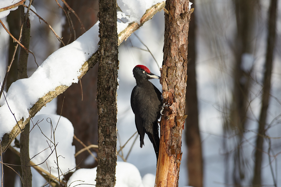Желна. Пример тестовой фотографии, сделанной объективом Canon FDn 300 mm f/ 2.8 L и фотоаппаратом Canon 5D Mark II