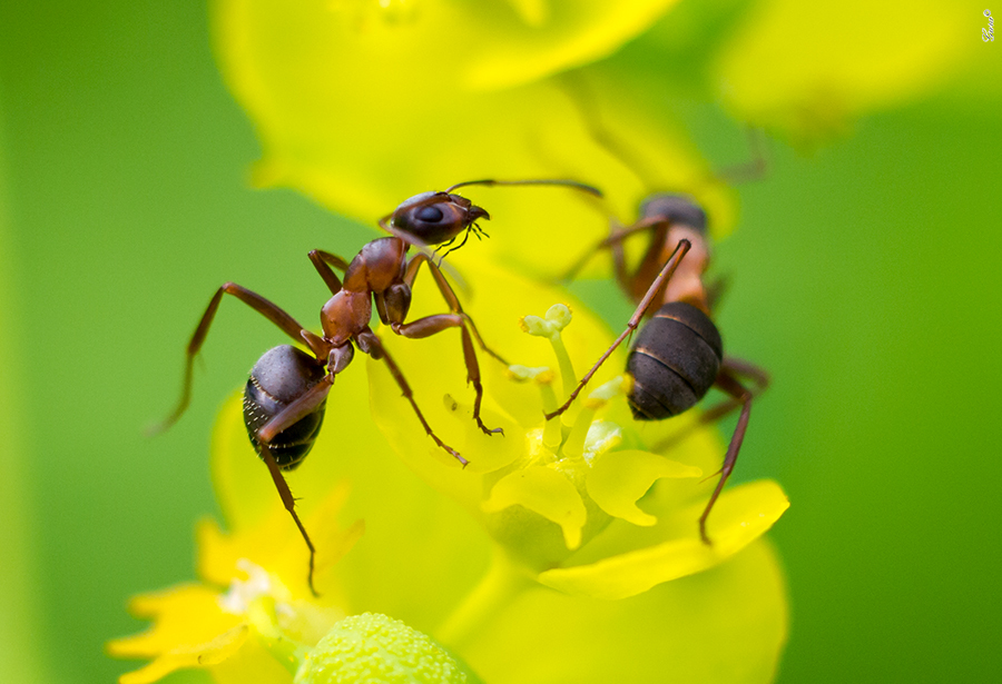 Бродяги.. Пример тестовой фотографии, сделанной объективом Panagor PMC 55 mm f/ 3 Auto Macro и фотоаппаратом Panasonic LUMIX DMC-G2