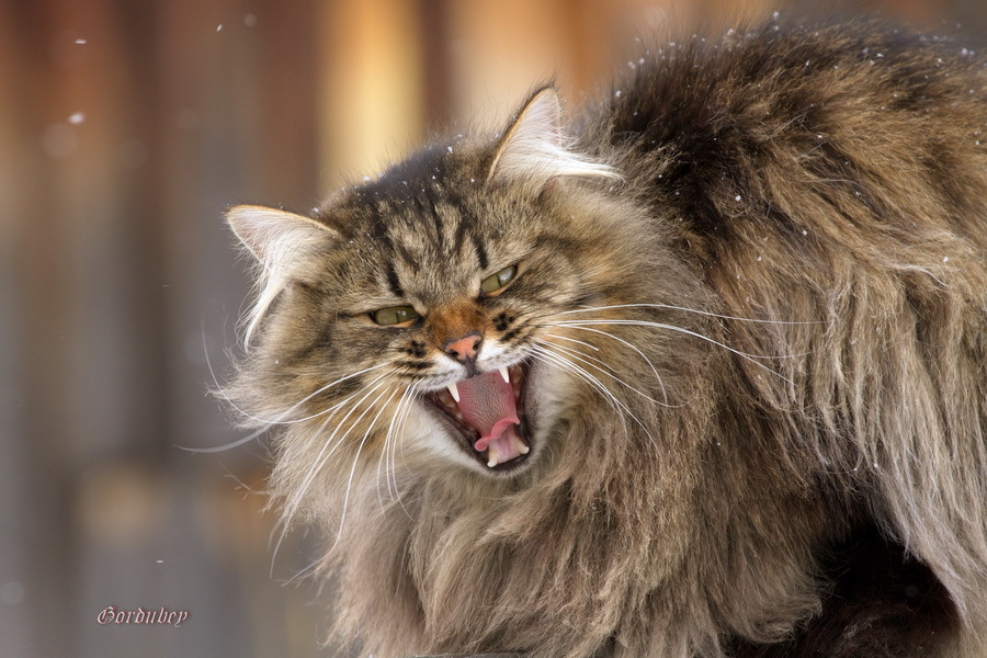 Василий. Пример тестовой фотографии, сделанной объективом Canon EF 70-200 mm f/ 4 L USM и фотоаппаратом 7D