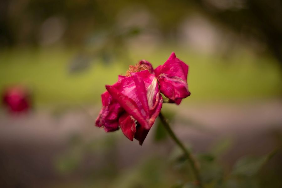 *****. Пример тестовой фотографии, сделанной объективом Soligor 50 mm f/ 1.7 MC  и фотоаппаратом Sony A7S