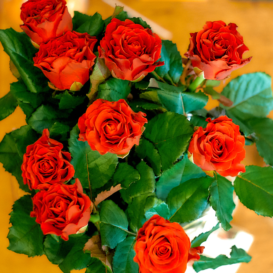 Розы. Пример тестовой фотографии, сделанной объективом Гелиос 44-3 58 mm f/ 2.0 МС и фотоаппаратом Sony a7s