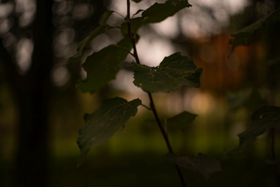 ******. Пример тестовой фотографии, сделанной объективом Soligor 50 mm f/ 1.7 MC  и фотоаппаратом Sony A7S