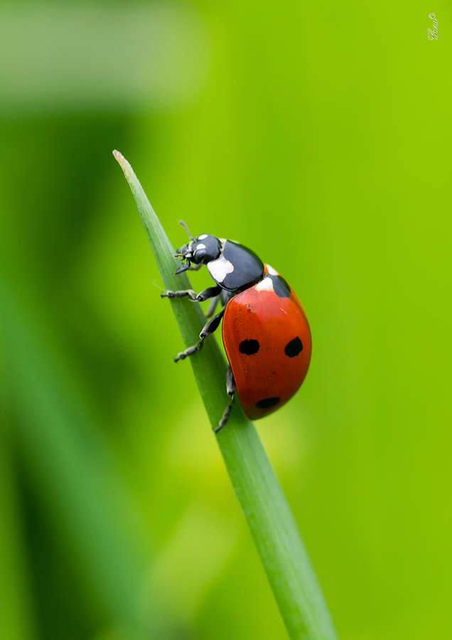 Coccinella septempunctata.. Пример тестовой фотографии, сделанной объективом Panagor PMC 55 mm f/ 3 Auto Macro и фотоаппаратом Panasonic LUMIX DMC-G2