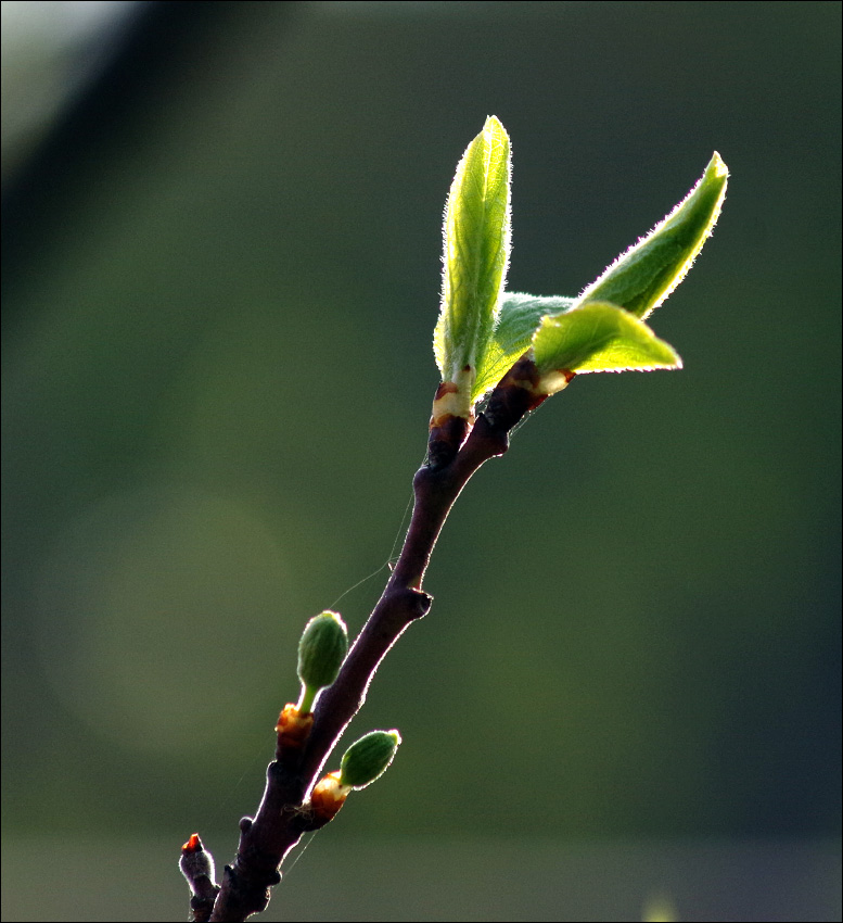ветка. Пример тестовой фотографии, сделанной объективом Tamron AF 70-300 mm f/ 4-5.6 Di LD Macro  A17 и фотоаппаратом Pentax K-30