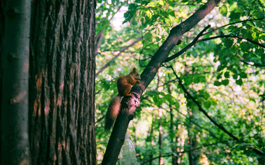 Белочка. Пример тестовой фотографии, сделанной объективом Yashica MC Zoom 35-70 mm f/ 3.5-4.5 и фотоаппаратом Yashica 109 MP