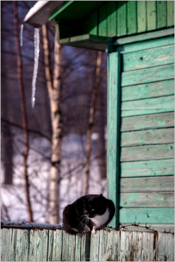*****. Пример тестовой фотографии, сделанной объективом Nikon Nikkor 80-200 mm f/ 4 Ai-S и фотоаппаратом SONY ILCE7