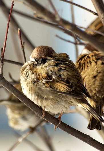 воробышек. Пример тестовой фотографии, сделанной объективом Sigma DG 70-300 mm f/ 4-5.6 APO Macro и фотоаппаратом nikon d1x