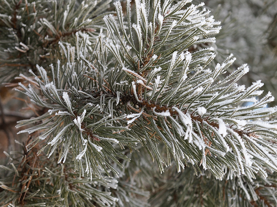 Иней.. Пример тестовой фотографии, сделанной объективом Panagor PMC 55 mm f/ 3 Auto Macro и фотоаппаратом Olympus PEN E-PL1