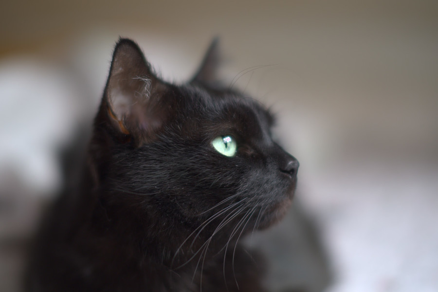 Портрет кота. Пример тестовой фотографии, сделанной объективом TTartisan 50mm f/1.2  и фотоаппаратом X-E3