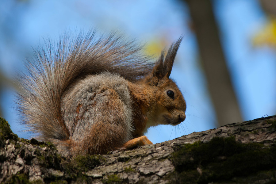 Белочка 2. Пример тестовой фотографии, сделанной объективом Canon EF-S 55-250 mm f/ 4-5.6 IS II и фотоаппаратом Canon EOS 400D